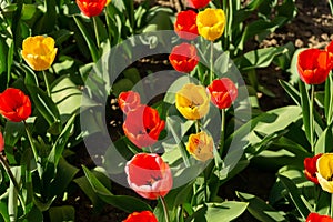 Tulip flowers and other spring flowers in grass in garden.