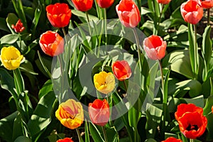 Tulip flowers and other spring flowers in grass in garden.