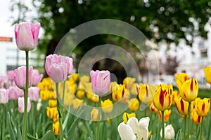 Tulip flowers and other spring flowers in grass in garden.