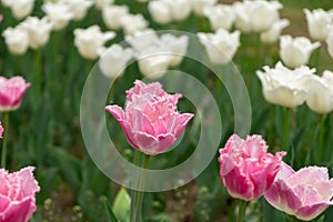 Tulip flowers and other spring flowers in grass in garden.