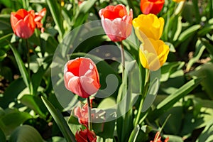 Tulip flowers and other spring flowers in grass in garden.