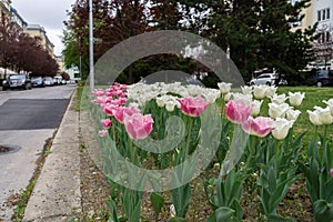 Tulip flowers and other spring flowers in grass in garden.