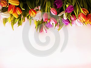 Tulip flowers on pink background Happy wishes greetings text tulip colorful festive bouquet floral women day Happy Valentine