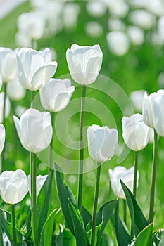 Tulip flowers. plants in the city flower beds summer mood. bright colors close-up