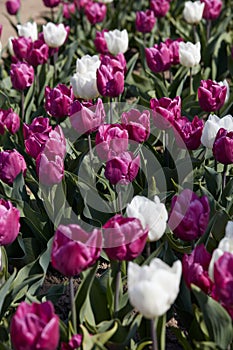 Tulip flowers in purple and white colors texture background in spring