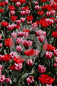 Tulip flowers in red and pink with white border colors texture background in spring