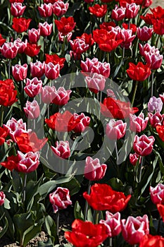 Tulip flowers in red and pink with white border colors texture background in spring