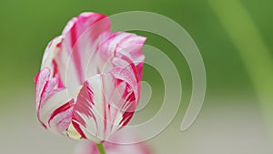 Tulip flowers with red, pink and white spots or stripes. White tulip flower with crimson stripes. Close up.