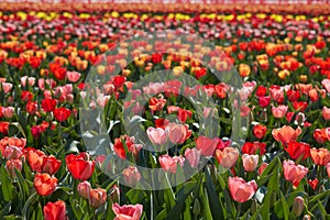 Tulip flowers in red, pink and yellow colors with green leaves texture background and field in spring