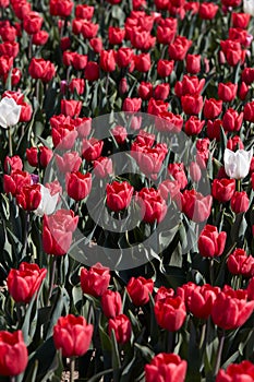 Tulip flowers in red with some white colors texture backgrond in spring