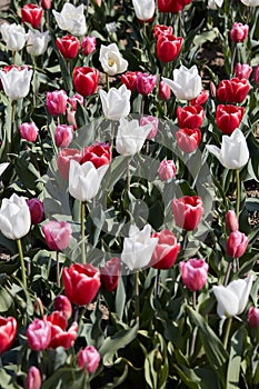 Tulip flowers in red, white and pink colors texture background in spring