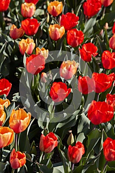 Tulip flowers in red and yellow colors texture background in spring