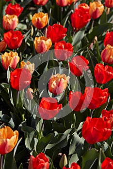 Tulip flowers in red and yellow colors texture background in spring