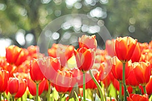 Tulip flowers red with yellow edge petal blooming and bokeh in the morning natural garden background