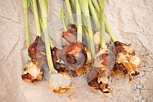 Tulip flowers with root bulbs on craft paper