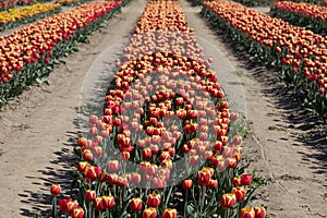 Tulip flowers row in red and yellow colors, field in spring