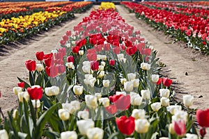 Tulip flowers rows and field in spring sunlight