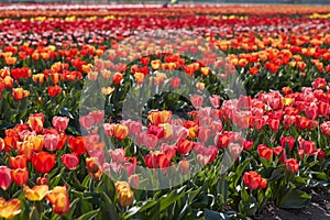 Tulip flowers rows in red, pink and yellow colors texture background and field in spring