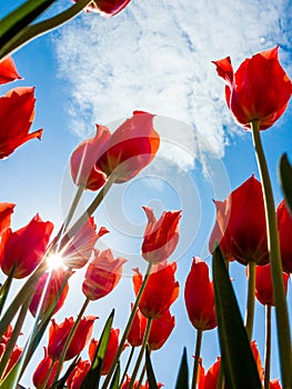 Tulip flowers and solar flare