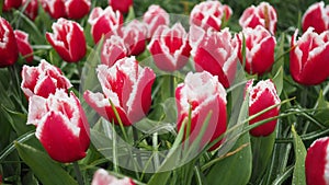 Tulip flowers species canasta in pink and white color