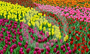 Tulip flowers in spring