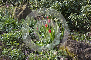 tulip flowers in a spring garden