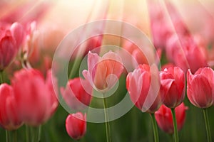 Tulip flowers in sunshine photo