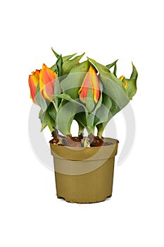 Tulip flowers 'Tulipa Flair' tulip in flower pot