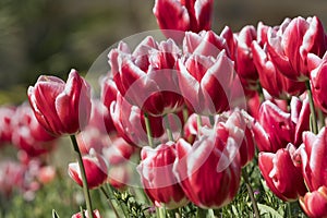 Tulip flowers Tulipa gesneriana.