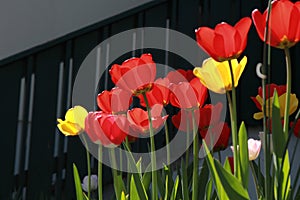 Tulip flowers under sunshine