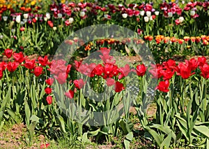 tulip flowers of various colors bloomed in spring symbol of the Netherlands photo