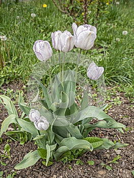 Tulip flowers with varying length in white.