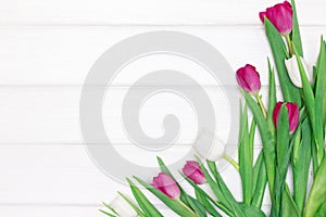 Tulip flowers on white wooden boards. Copy space. Abstract floral spring frame background