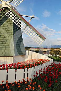 Tulip flowers and windmill