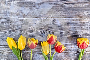 Tulip Flowers on Wooden Backdrop