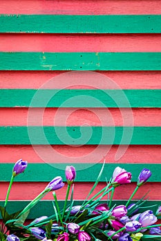 tulip flowers on wooden background