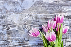 Tulip Flowers on Wooden Boards