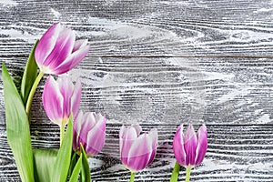 Tulip Flowers on Wooden Boards