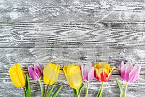 Tulip Flowers on Wooden Boards