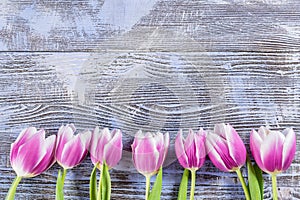 Tulip Flowers on Wooden Boards