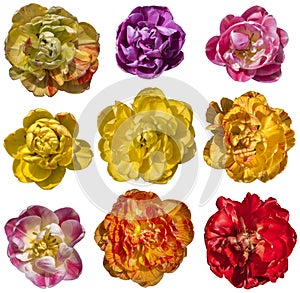 Tulip flowers in yellow, purple and red. Isolated transparent png attached