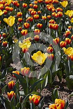 Tulip flowers in yellow and red colors and field in spring