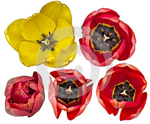 Tulip flowers in yellow and red seen from above for decorations.
