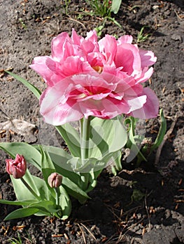 Tulip 'Foxtrot' (Double Early Tulip)