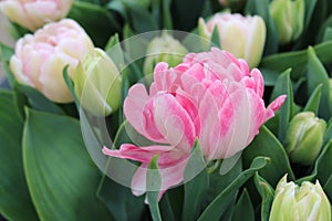 Tulip `Foxtrot`. Flowerbed of pink double tulips. Springtime in the Netherlands