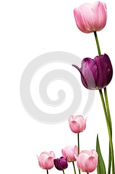 Tulip Fram