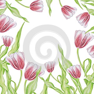 Tulip frame pattern isolate watercolor white background