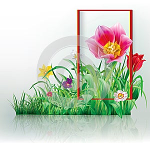 Tulip in frame and primrose on green grass