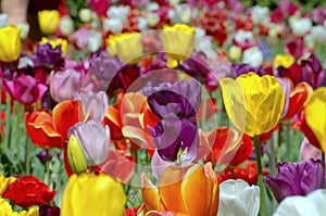 Tulip garden