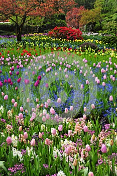 Tulip garden